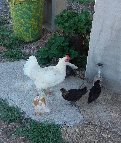 Foto de Finca Los Borras