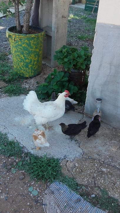 Foto de Finca Los Borras