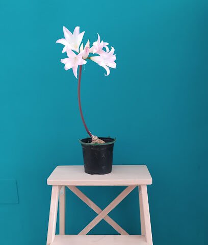 Foto de Pintor Antonio Kiko Ternero