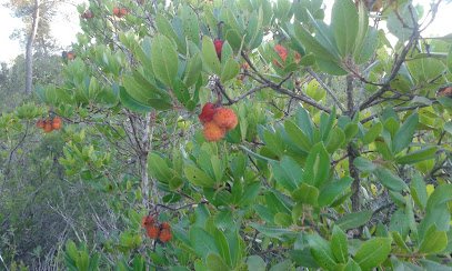 Foto de Pinturas Son Taiet